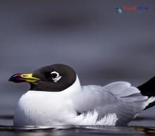 Pallas's Gull_Ichthyaetus ichthyaetus