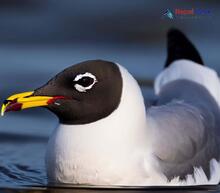 Pallas's Gull_Ichthyaetus ichthyaetus