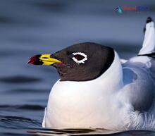 Pallas's Gull_Ichthyaetus ichthyaetus