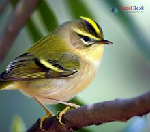Pallas's Leaf Warbler_Phylloscopus proregulus