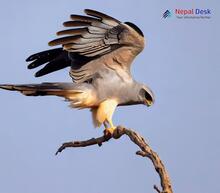 Pallid Harrier_Circus macrourus