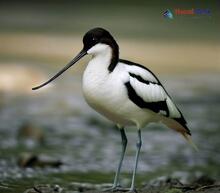 Pied Avocet_Recurvirostra avosetta