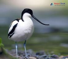 Pied Avocet_Recurvirostra avosetta