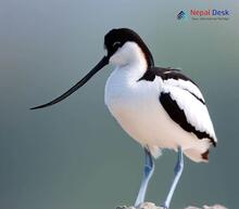 Pied Avocet_Recurvirostra avosetta