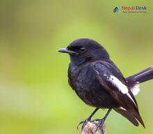 Pied Bushchat_Saxicola caprata