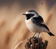 Pied Wheatear_Oenanthe pleschanka