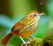 Pin-striped Tit-Babbler_Mixornis gularis