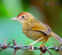 Pin-striped Tit-Babbler_Mixornis gularis