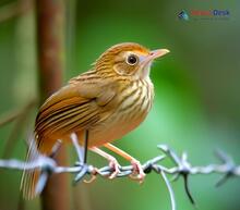 Pin-striped Tit-Babbler_Mixornis gularis