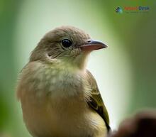 Plain Flowerpecker_Dicaeum concolor