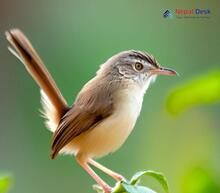 Plain Prinia_Prinia inornata