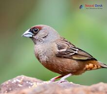 Plain mountain finch_Leucosticte nemoricola