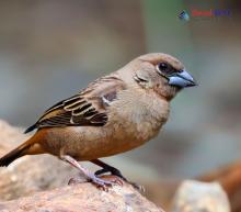 Plain mountain finch_Leucosticte nemoricola