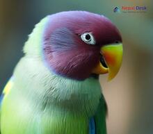 Plum-headed Parakeet_Psittacula cyanocephala