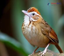 Puff-throated Babbler_Pellorneum ruficeps