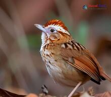 Puff-throated Babbler_Pellorneum ruficeps