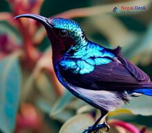 Purple Sunbird_Cinnyris asiaticus