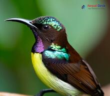 Purple-rumped Sunbird_Leptocoma zeylonica