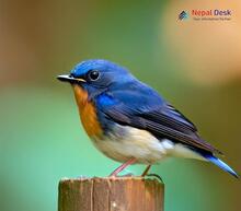 Pygmy Blue Flycatcher - Muscicapella hodgsoni