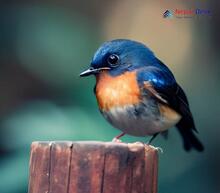 Pygmy Blue Flycatcher - Muscicapella hodgsoni