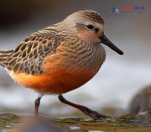 Red Knot - Calidris canutus