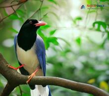 Red-billed Blue Magpie_Urocissa erythrorhyncha
