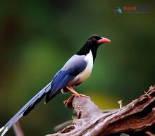 Red-billed Blue Magpie_Urocissa erythrorhyncha