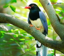 Red-billed Blue Magpie_Urocissa erythrorhyncha