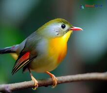 Red-billed Leiothrix_Leiothrix lutea