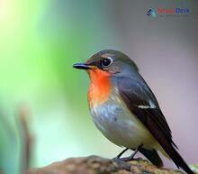 Red-breasted Flycatcher_Ficedula parva