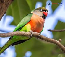 Red-breasted Parakeet - Psittacula alexandri