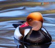 Red-crested Pochard_Netta rufina