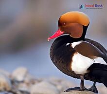 Red-crested Pochard_Netta rufina