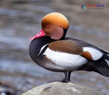 Red-crested Pochard_Netta rufina
