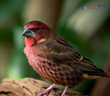 Red-fronted Rosefinch_Carpodacus puniceus