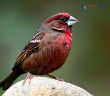 Red-fronted Rosefinch_Carpodacus puniceus