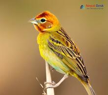 Red-headed Bunting_Emberiza bruniceps