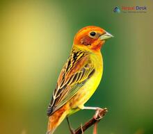 Red-headed Bunting_Emberiza bruniceps