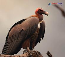 Red-headed Vulture_Sarcogyps calvus