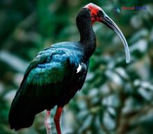 Red-naped Ibis_Pseudibis papillosa