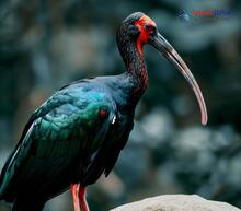 Red-naped Ibis_Pseudibis papillosa