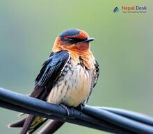 Red-rumped Swallow_Cecropis daurica