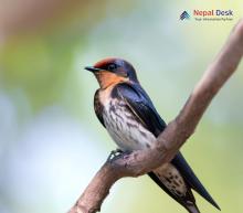 Red-rumped Swallow_Cecropis daurica