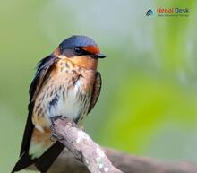 Red-rumped Swallow_Cecropis daurica