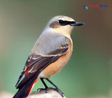 Red-tailed Wheatear_Oenanthe chrysopygia
