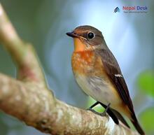 Red-throated Flycatcher_Ficedula albicilla