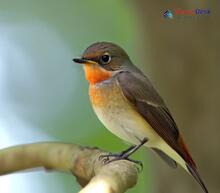 Red-throated Flycatcher_Ficedula albicilla