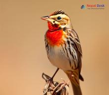 Red-throated Pipit_Anthus cervinus