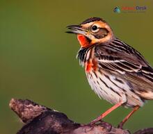 Red-throated Pipit_Anthus cervinus