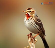 Red-throated Pipit_Anthus cervinus